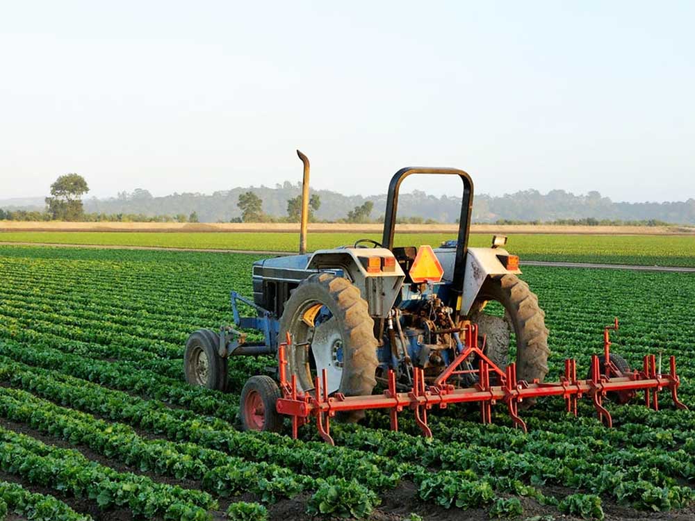 Agricultural industry in Uganda. The agricultural industry is the backbone of Uganda's economy, serving as the primary source of livelihood for the majority of the population and a key driver of the country's economic development. Find key information on the Uganda agricultural sector from seed preparation, farming, harvesting, raw material for food and beverage processing, agro manufacturing equipment, production, packaging and selling to consumer and export opportunities. | Ugabox.com