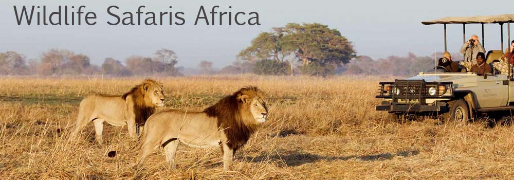 Wildlife Safaris Africa. Visit Africa Tourism Portal For Top Wildlife Safari Destinations In Africa. Visit: Tourismug.com | Tourism Africa. Top Tours And Travel Destinations Africa: Uganda, Rwanda, Kenya, Tanzania, South Africa, Namibia, Botswana, Morocco, Zimbabwe, Zambia, Eswatini, Egypt, Mauritius, Lesotho, Ivory Coast, Tunisia, Mozambique, Zanzibar, Seychelles, Madagascar, Malawi, Ugabox