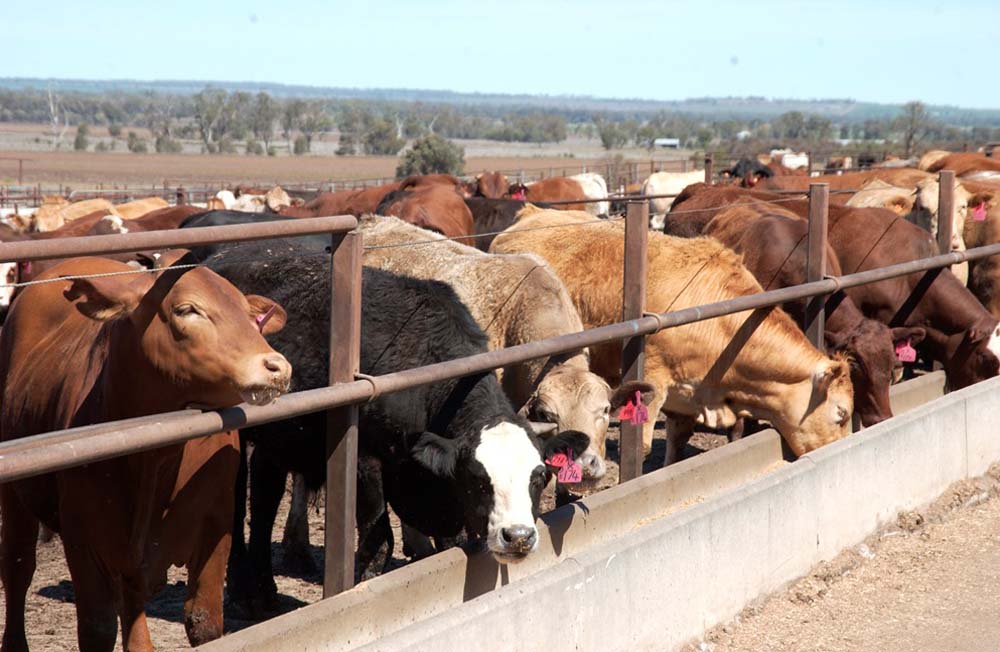 Excel Modern Agro Networks Uganda, Kampala Creating Wealth through Turn-key projects, Modern feedlots, Fish cages, Greenhouse, Diary sector, Training, Quarantine, Capacity building, Aquaculture, Agriculture, Dairy Farming, Fish Farming, Fish Farming Consultancy Kampala Uganda, Ugabox