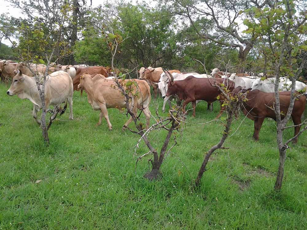 Excel Modern Agro Networks Uganda, Kampala Creating Wealth through Turn-key projects, Modern feedlots, Fish cages, Greenhouse, Diary sector, Training, Quarantine, Capacity building, Aquaculture, Agriculture, Dairy Farming, Fish Farming, Fish Farming Consultancy Kampala Uganda, Ugabox