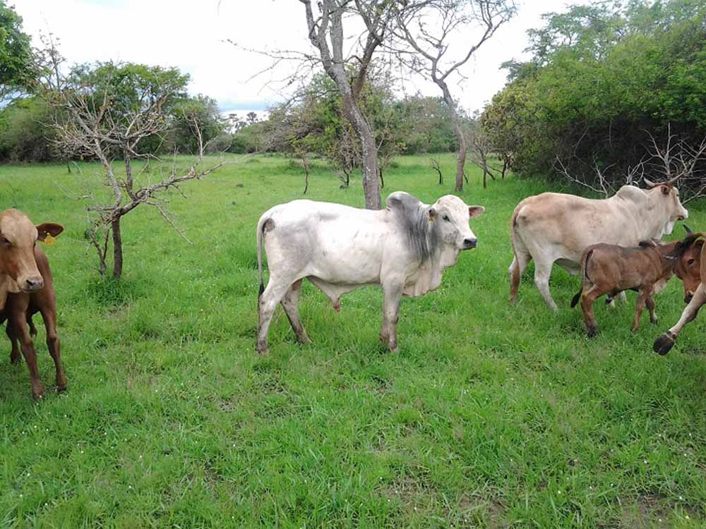 Excel Modern Agro Networks Uganda, Kampala Creating Wealth through Turn-key projects, Modern feedlots, Fish cages, Greenhouse, Diary sector, Training, Quarantine, Capacity building, Aquaculture, Agriculture, Dairy Farming, Fish Farming, Fish Farming Consultancy Kampala Uganda, Ugabox