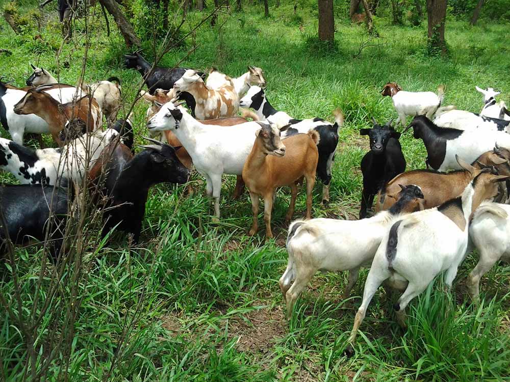Excel Modern Agro Networks Uganda, Kampala Creating Wealth through Turn-key projects, Modern feedlots, Fish cages, Greenhouse, Diary sector, Training, Quarantine, Capacity building, Aquaculture, Agriculture, Dairy Farming, Fish Farming, Fish Farming Consultancy Kampala Uganda, Ugabox