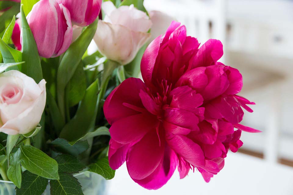 Flowers, Companies, Kampala Uganda, Business and Shopping Online Portal