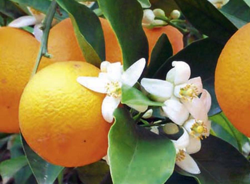 Emiteesa Investments Uganda Limited Supporting Fruit Farmers in Uganda of Mangoes and Citrus Fruits through Nursery Bed Seedlings. Improved Fruit Seedlings-Citrus Fruit Seedlings, Oranges, Lemons, Mango Seedlings, Passion Fruits Seedlings, Ugabox