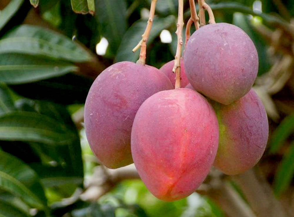 Agriculture Uganda, Improved Quality Seedlings Kampala Uganda, Fruit Farmers, Fruit Growers Uganda, Fruit Seedlings Kampala Uganda, Ugabox