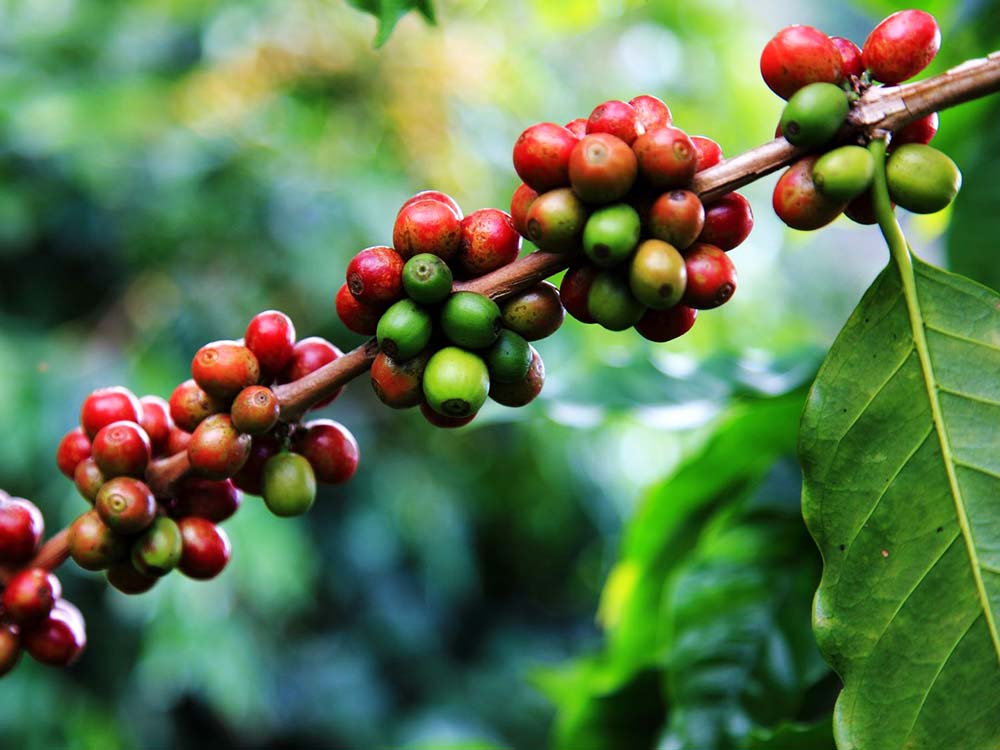 Coffee History in Uganda, Barista Training in Uganda, Coffee Skills Training Academy-School in Beverage Drinks in Kampala Uganda, Ugabox