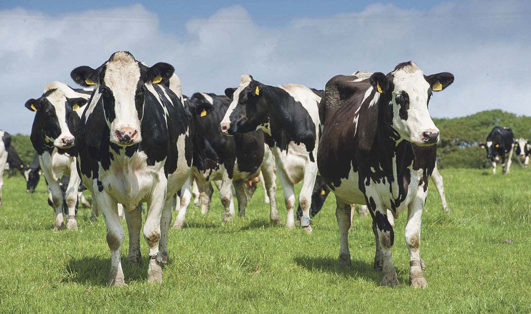 Dairy Farming, Dairy Farming Cows, Dairy Cows, Best, Quality, Best Dairy Farming, Dairy Farming Kampala, Dairy Farming Uganda Ugabox