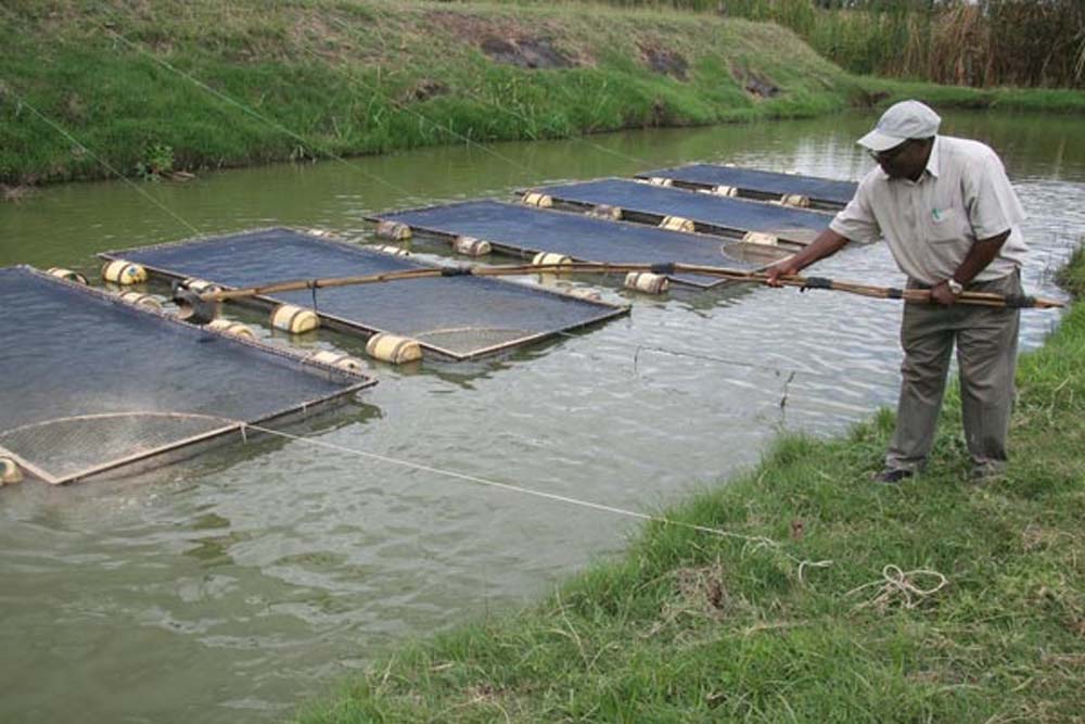 Fish Farming Kampala Uganda, Fish Farming, Fish Farming, Best, Quality, Best Fish Farming, Fish Farming Kampala, Fish Farming Uganda
