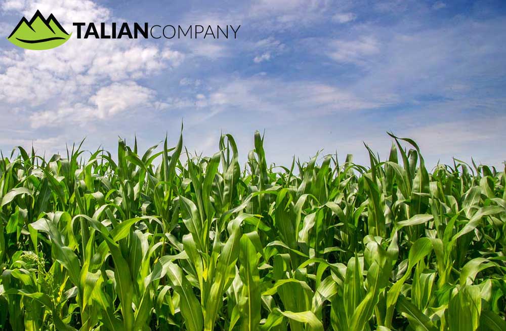 Talian Grain Millers Uganda, Maize Processing, Maize & Cassava Flour, Agro Processing of Cassava & Maize, Sorghum Grower, Talian Company Uganda Factory in Mukono