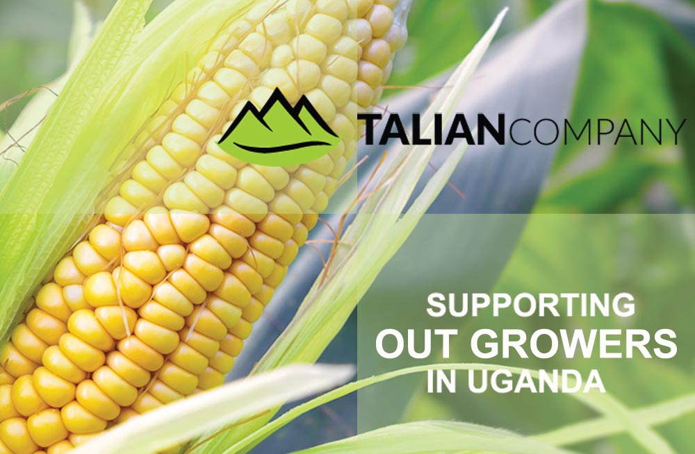 Talian Grain Millers Uganda, Maize Processing, Maize & Cassava Flour, Agro Processing of Cassava & Maize, Sorghum Grower, Talian Company Uganda Factory in Mukono