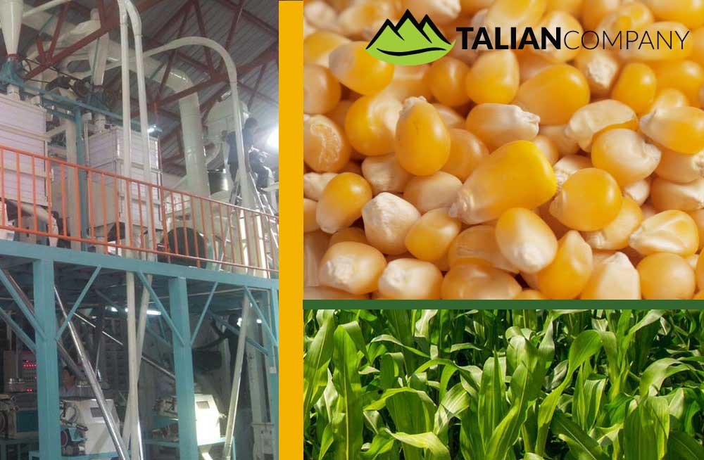 Talian Grain Millers Uganda, Maize Processing, Maize & Cassava Flour, Agro Processing of Cassava & Maize, Sorghum Grower, Talian Company Uganda Factory in Mukono