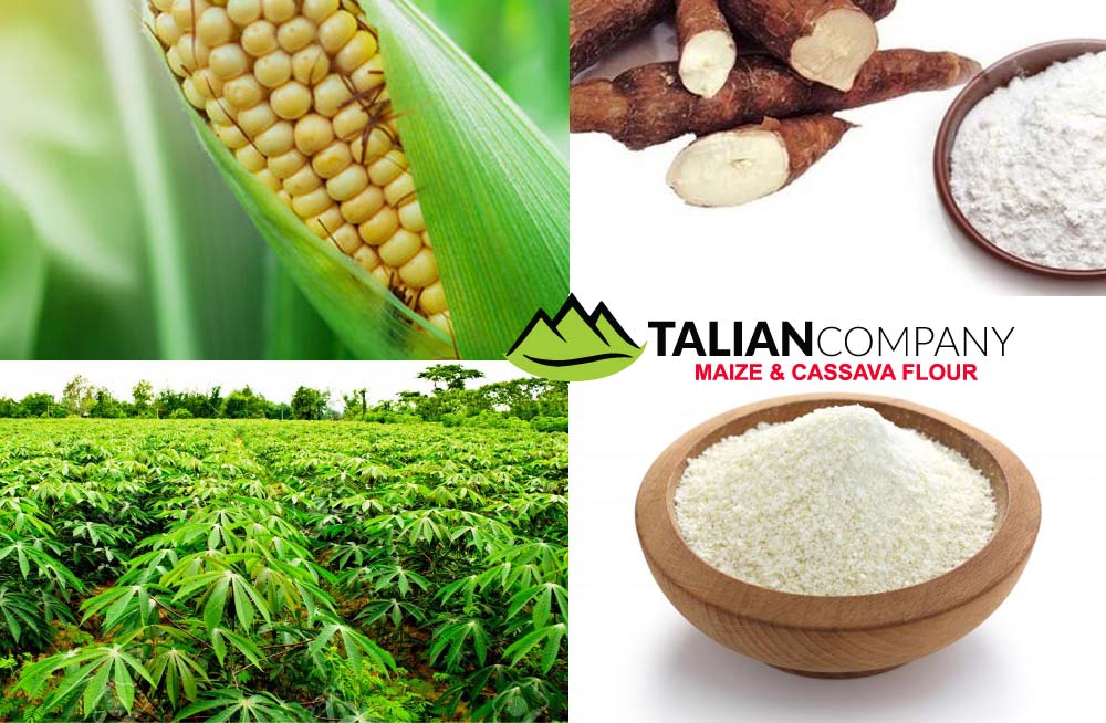 Talian Grain Millers Uganda, Maize Processing, Maize & Cassava Flour, Agro Processing of Cassava & Maize, Sorghum Grower, Talian Company Uganda Factory in Mukono