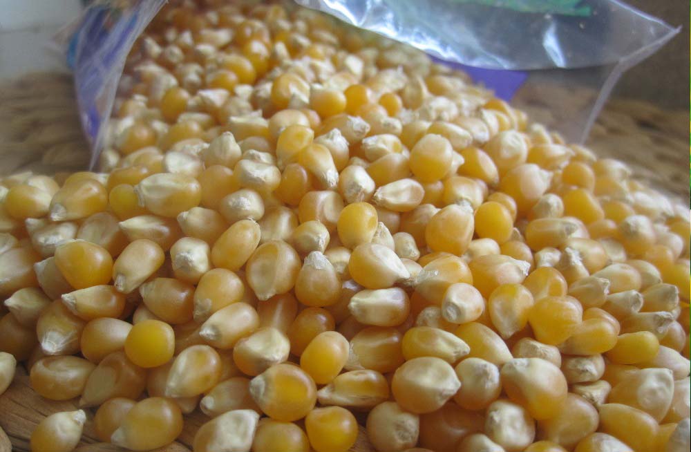 Talian Grain Millers Uganda, Maize Processing, Maize & Cassava Flour, Agro Processing of Cassava & Maize, Sorghum Grower, Talian Company Uganda Factory in Mukono