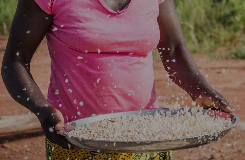Talian Grain Millers Uganda, Maize Processing, Maize & Cassava Flour, Agro Processing of Cassava & Maize, Sorghum Grower, Talian Company Uganda Factory in Mukono