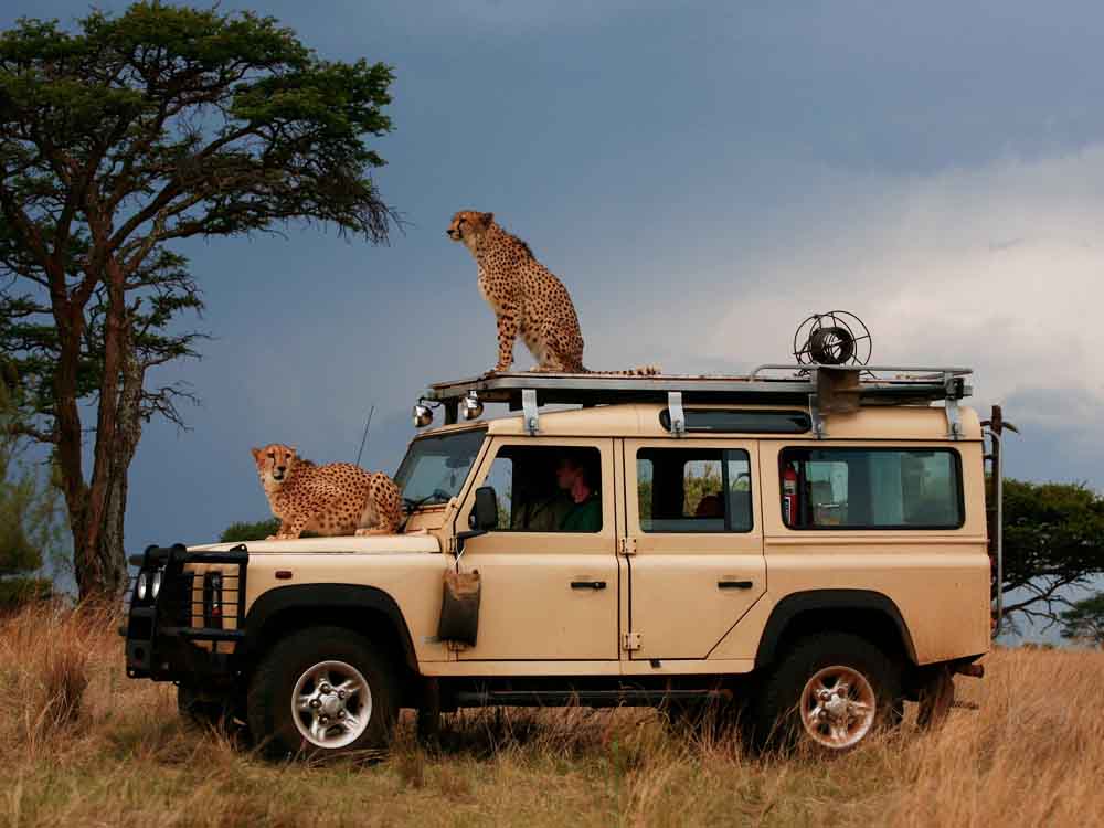 Tours And Travel Car Hire Services in Uganda. Tours And Travel Executive Cars | Executive Bridal Transport/ Bridal Cars. Mutinisa Motors And Safaris Ltd-Uganda For All Executive Tour Car Hire Services in Kampala Uganda, Ugabox