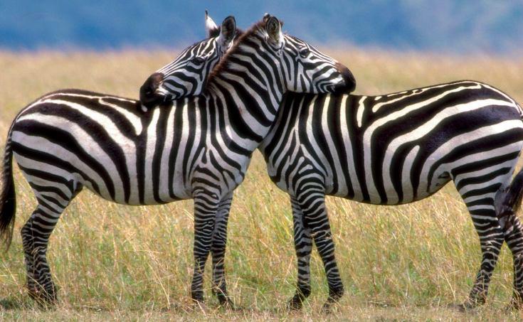 1000 Shades of Green Tour and Safaris Uganda, Gorilla Tracking, Chimpanzee Tracking, Mountaineering, White Water Rafting, Wildlife Viewing, Birding, Honeymoon, Culture & Nature Tours, Primate Safaris, Kigali Rwanda & Kampala Uganda