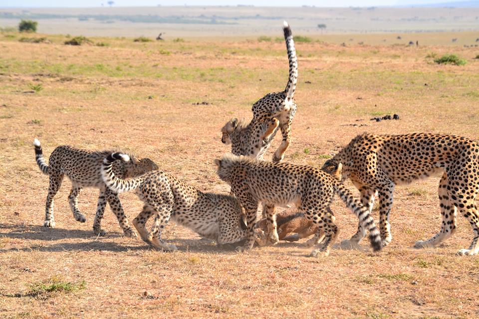 1000 Shades of Green Tour and Safaris Uganda, Gorilla Tracking, Chimpanzee Tracking, Mountaineering, White Water Rafting, Wildlife Viewing, Birding, Honeymoon, Culture & Nature Tours, Primate Safaris, Kigali Rwanda & Kampala Uganda