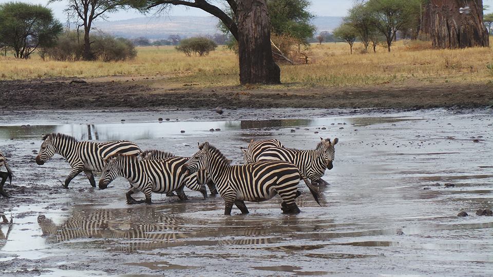 1000 Shades of Green Tour and Safaris Uganda, Gorilla Tracking, Chimpanzee Tracking, Mountaineering, White Water Rafting, Wildlife Viewing, Birding, Honeymoon, Culture & Nature Tours, Primate Safaris, Kigali Rwanda & Kampala Uganda