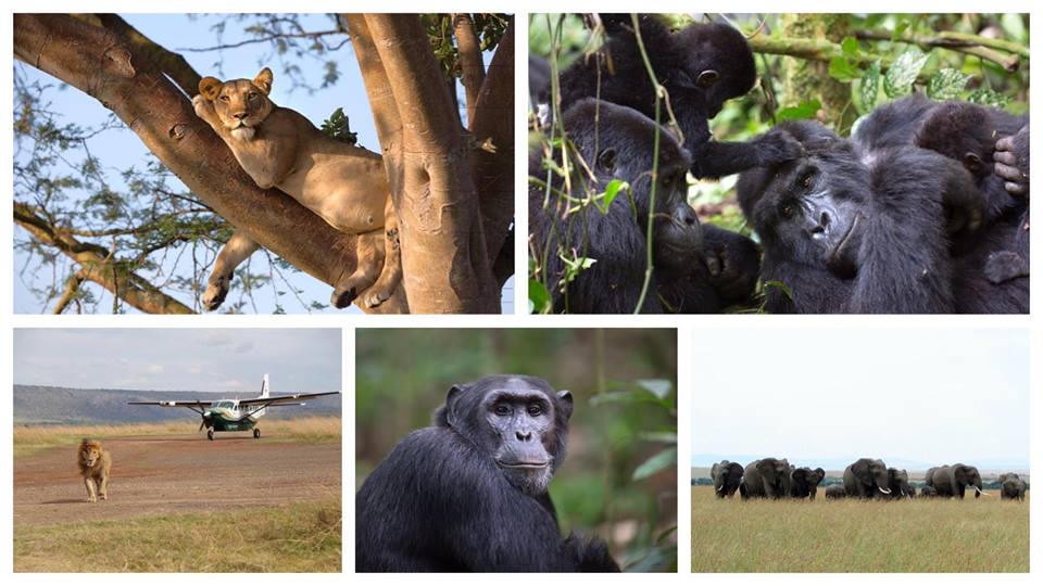 1000 Shades of Green Tour and Safaris Uganda, Gorilla Tracking, Chimpanzee Tracking, Mountaineering, White Water Rafting, Wildlife Viewing, Birding, Honeymoon, Culture & Nature Tours, Primate Safaris, Kigali Rwanda & Kampala Uganda