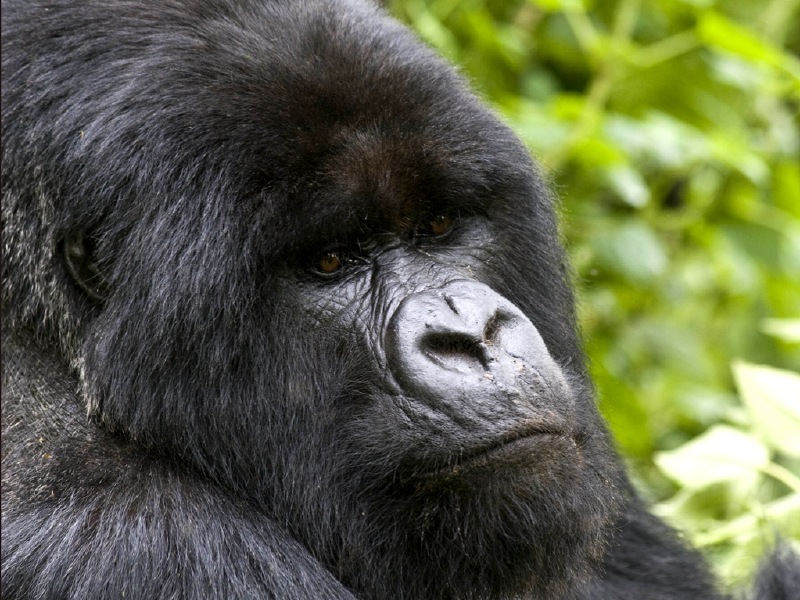 1000 Shades of Green Tour and Safaris Uganda, Gorilla Tracking, Chimpanzee Tracking, Mountaineering, White Water Rafting, Wildlife Viewing, Birding, Honeymoon, Culture & Nature Tours, Primate Safaris, Kigali Rwanda & Kampala Uganda
