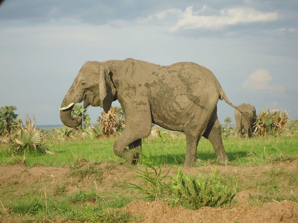 AA Safaris and Tours Uganda, Gorilla Tracking, Chimpanzee Tracking, Mountaineering, White Water Rafting, Wildlife Viewing, Birding, Honeymoon Holidays, Culture & Nature Tours, Primate Safaris, Rwanda & Uganda, East Africa