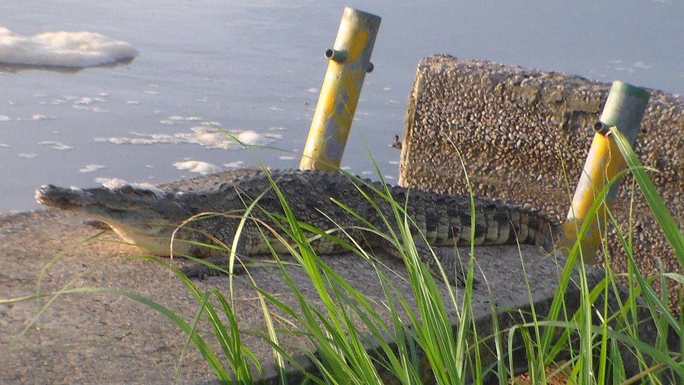 AA Safaris and Tours Uganda, Gorilla Tracking, Chimpanzee Tracking, Mountaineering, White Water Rafting, Wildlife Viewing, Birding, Honeymoon Holidays, Culture & Nature Tours, Primate Safaris, Rwanda & Uganda, East Africa