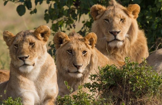 AA Safaris and Tours Uganda, Gorilla Tracking, Chimpanzee Tracking, Mountaineering, White Water Rafting, Wildlife Viewing, Birding, Honeymoon Holidays, Culture & Nature Tours, Primate Safaris, Rwanda & Uganda, East Africa