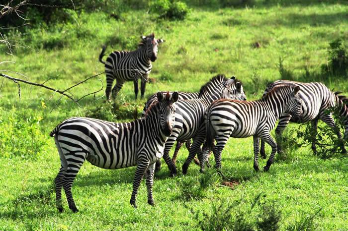 AA Safaris and Tours Uganda, Gorilla Tracking, Chimpanzee Tracking, Mountaineering, White Water Rafting, Wildlife Viewing, Birding, Honeymoon Holidays, Culture & Nature Tours, Primate Safaris, Rwanda & Uganda, East Africa
