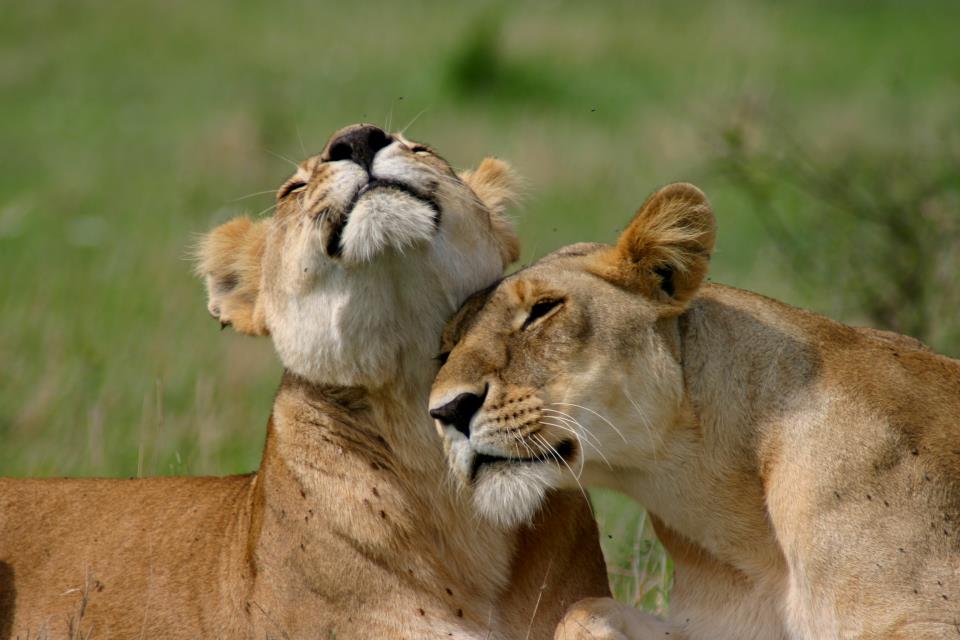 Acacia safaris, Tours & Travel Uganda, Gorilla Tracking, Chimpanzee Tracking, Mountaineering, White Water Rafting, Wildlife Viewing, Birding, Honeymoon, Cultural & Nature Tours, Primate Safaris, East Africa