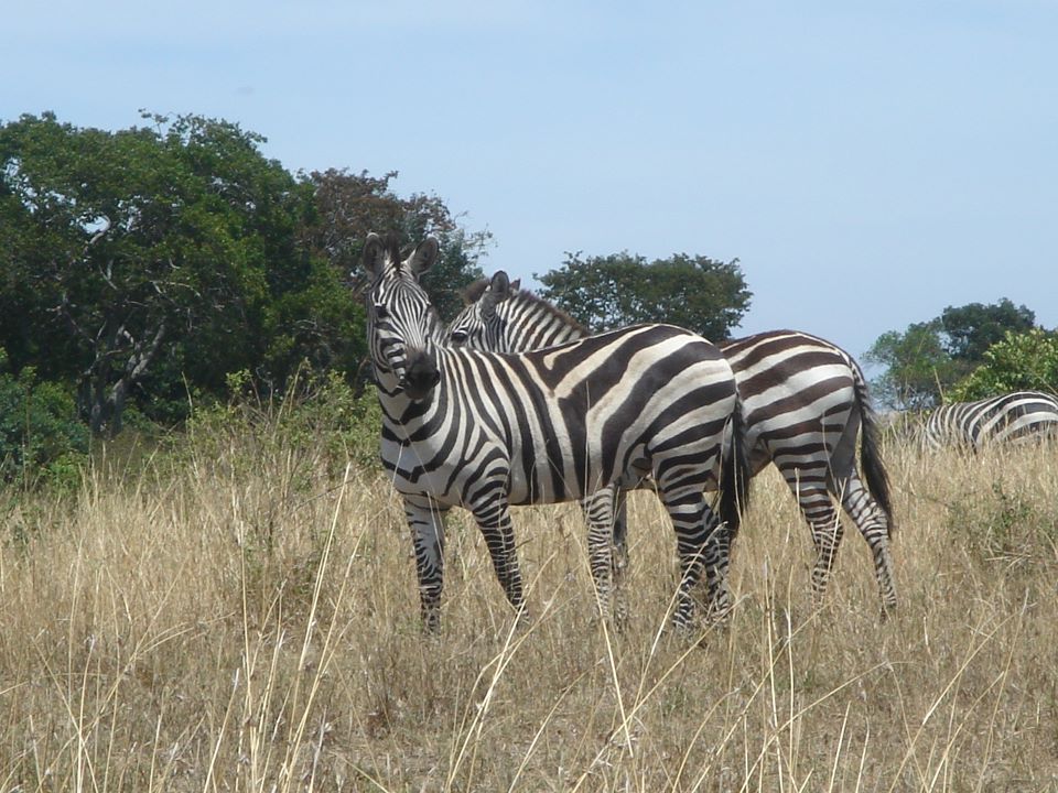 Acacia safaris, Tours & Travel Uganda, Gorilla Tracking, Chimpanzee Tracking, Mountaineering, White Water Rafting, Wildlife Viewing, Birding, Honeymoon, Cultural & Nature Tours, Primate Safaris, East Africa