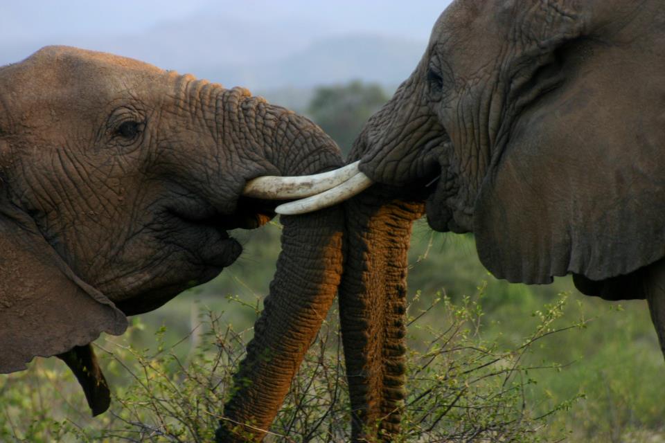 Acacia safaris, Tours & Travel Uganda, Gorilla Tracking, Chimpanzee Tracking, Mountaineering, White Water Rafting, Wildlife Viewing, Birding, Honeymoon, Cultural & Nature Tours, Primate Safaris, East Africa