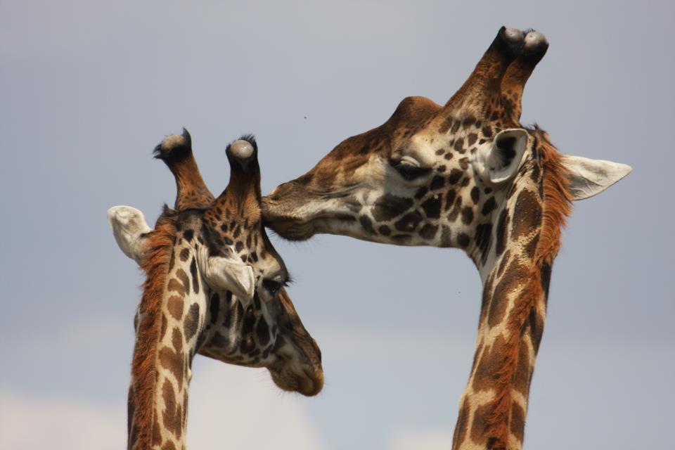 Acacia safaris, Tours & Travel Uganda, Gorilla Tracking, Chimpanzee Tracking, Mountaineering, White Water Rafting, Wildlife Viewing, Birding, Honeymoon, Cultural & Nature Tours, Primate Safaris, East Africa