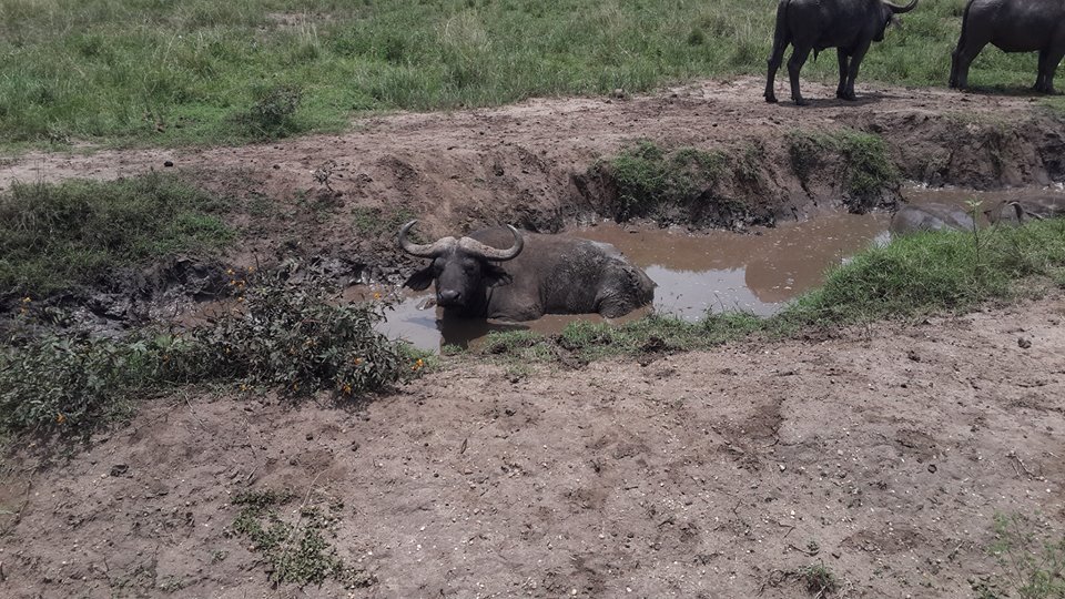 Acacia safaris, Tours & Travel Uganda, Gorilla Tracking, Chimpanzee Tracking, Mountaineering, White Water Rafting, Wildlife Viewing, Birding, Honeymoon, Cultural & Nature Tours, Primate Safaris, East Africa