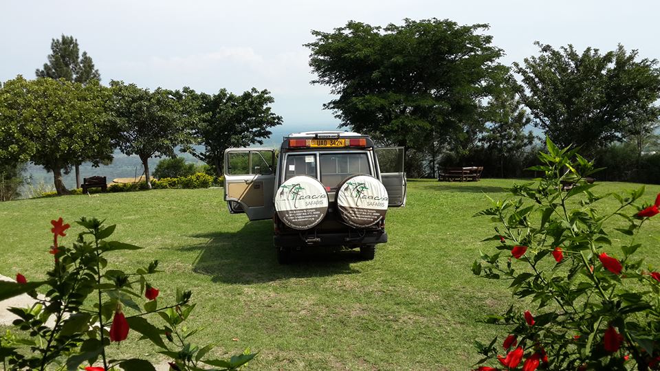 Acacia safaris, Tours & Travel Uganda, Gorilla Tracking, Chimpanzee Tracking, Mountaineering, White Water Rafting, Wildlife Viewing, Birding, Honeymoon, Cultural & Nature Tours, Primate Safaris, East Africa