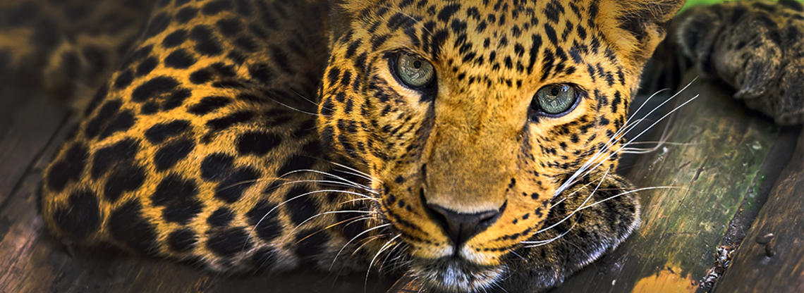 Around Africa Safaris Uganda, Mountain gorilla trekking, Chimpanzee trekking, Safari game drives, 1000+ bird species, 330 mammal species, Birding, White water rafting, Rwenzori mountain hikes, River Nile boat rides, Community tourism, Uganda