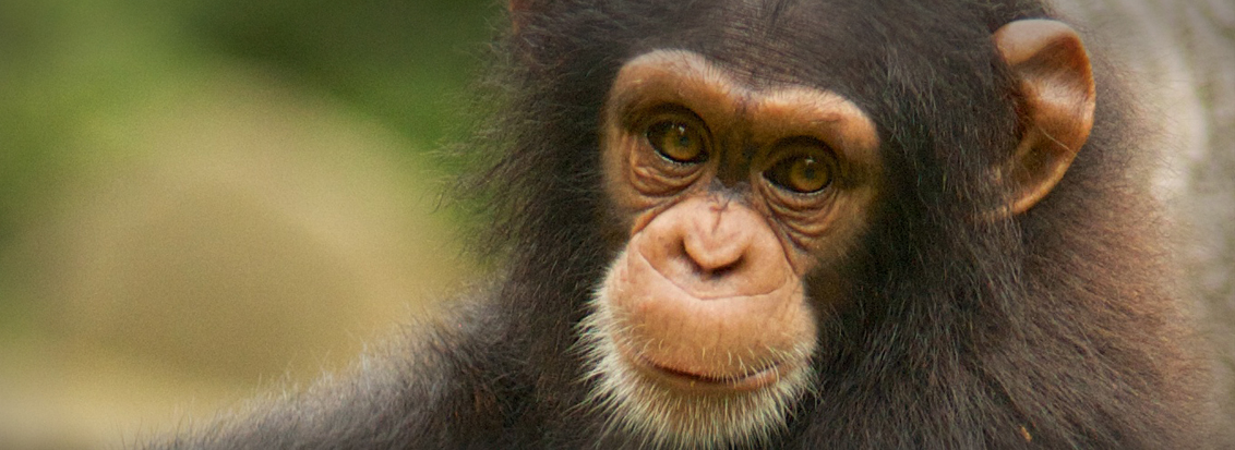 Around Africa Safaris Uganda, Mountain gorilla trekking, Chimpanzee trekking, Safari game drives, 1000+ bird species, 330 mammal species, Birding, White water rafting, Rwenzori mountain hikes, River Nile boat rides, Community tourism, Uganda