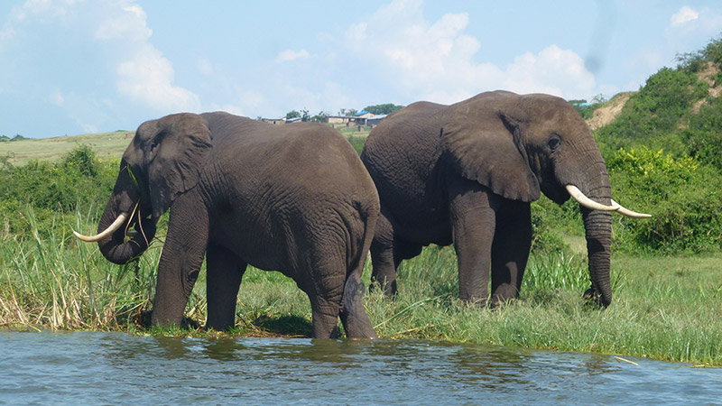 Around Africa Safaris Uganda, Mountain gorilla trekking, Chimpanzee trekking, Safari game drives, 1000+ bird species, 330 mammal species, Birding, White water rafting, Rwenzori mountain hikes, River Nile boat rides, Community tourism, Uganda