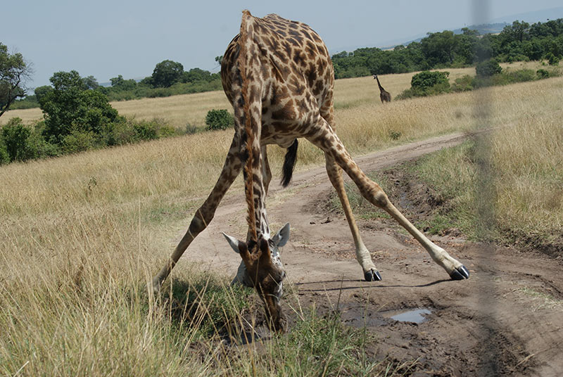 Around Africa Safaris Uganda, Mountain gorilla trekking, Chimpanzee trekking, Safari game drives, 1000+ bird species, 330 mammal species, Birding, White water rafting, Rwenzori mountain hikes, River Nile boat rides, Community tourism, Uganda