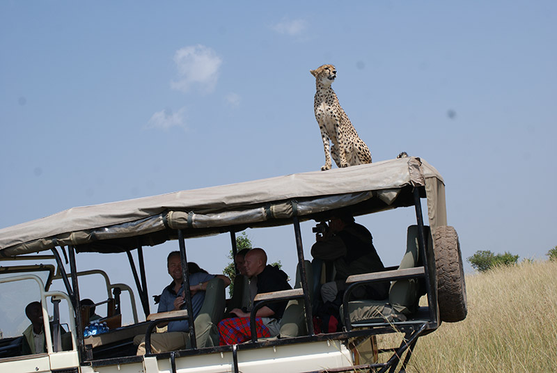 Around Africa Safaris Uganda, Mountain gorilla trekking, Chimpanzee trekking, Safari game drives, 1000+ bird species, 330 mammal species, Birding, White water rafting, Rwenzori mountain hikes, River Nile boat rides, Community tourism, Uganda