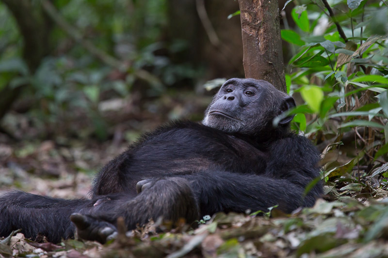 Around Africa Safaris Uganda, Mountain gorilla trekking, Chimpanzee trekking, Safari game drives, 1000+ bird species, 330 mammal species, Birding, White water rafting, Rwenzori mountain hikes, River Nile boat rides, Community tourism, Uganda