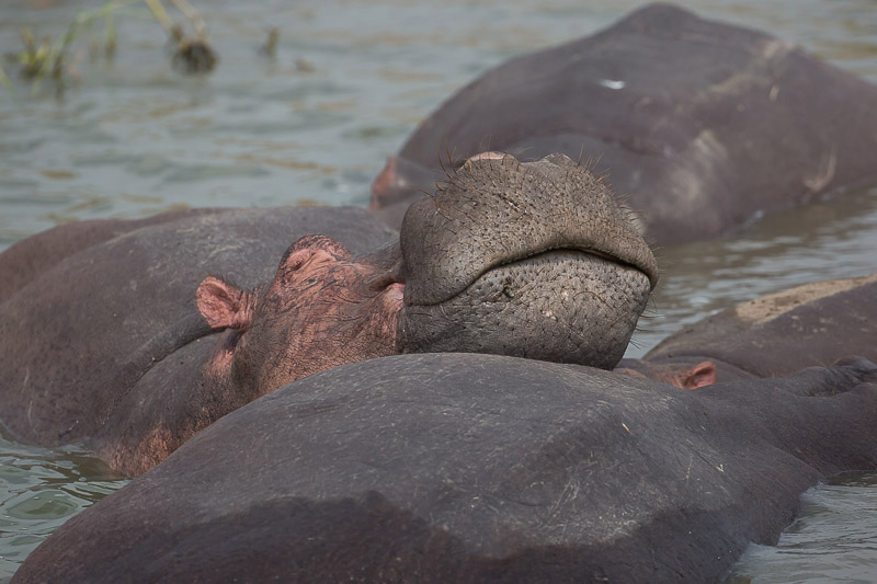 Around Africa Safaris Uganda, Mountain gorilla trekking, Chimpanzee trekking, Safari game drives, 1000+ bird species, 330 mammal species, Birding, White water rafting, Rwenzori mountain hikes, River Nile boat rides, Community tourism, Uganda