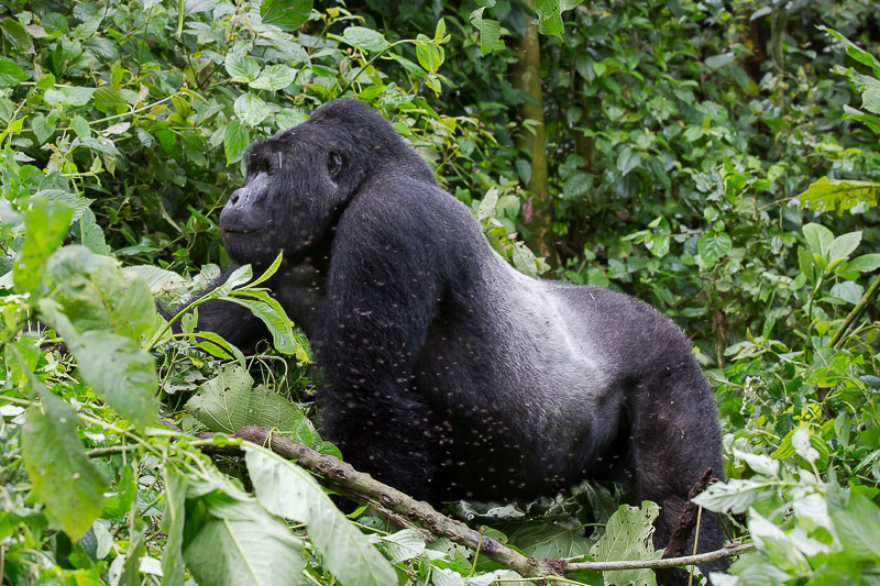 Around Africa Safaris Uganda, Mountain gorilla trekking, Chimpanzee trekking, Safari game drives, 1000+ bird species, 330 mammal species, Birding, White water rafting, Rwenzori mountain hikes, River Nile boat rides, Community tourism, Uganda
