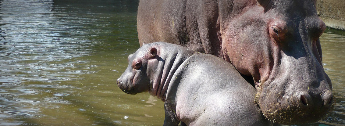 Around Africa Safaris Uganda, Mountain gorilla trekking, Chimpanzee trekking, Safari game drives, 1000+ bird species, 330 mammal species, Birding, White water rafting, Rwenzori mountain hikes, River Nile boat rides, Community tourism, Uganda