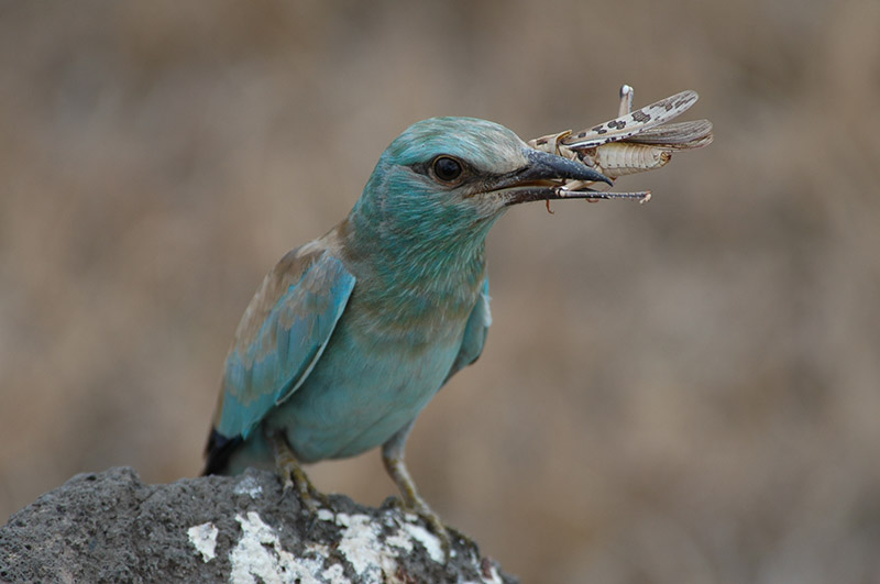 Around Africa Safaris Uganda, Mountain gorilla trekking, Chimpanzee trekking, Safari game drives, 1000+ bird species, 330 mammal species, Birding, White water rafting, Rwenzori mountain hikes, River Nile boat rides, Community tourism, Uganda