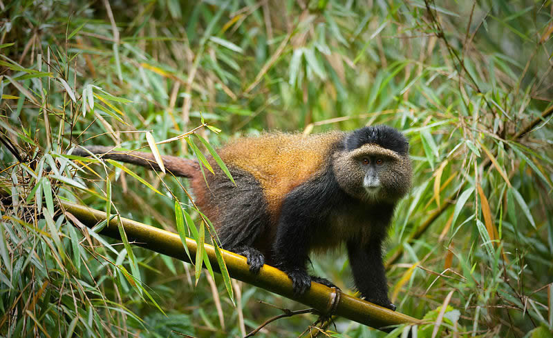 Around Africa Safaris Uganda, Mountain gorilla trekking, Chimpanzee trekking, Safari game drives, 1000+ bird species, 330 mammal species, Birding, White water rafting, Rwenzori mountain hikes, River Nile boat rides, Community tourism, Uganda