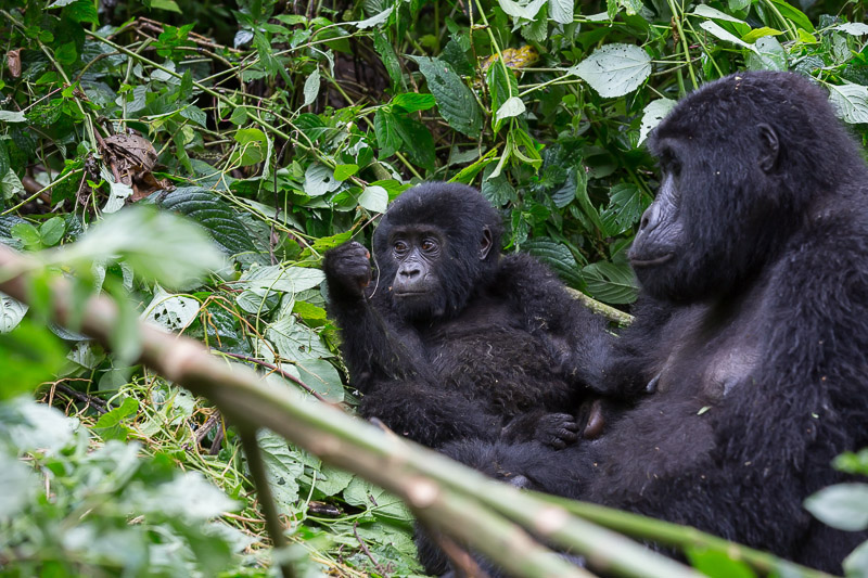 Around Africa Safaris Uganda, Mountain gorilla trekking, Chimpanzee trekking, Safari game drives, 1000+ bird species, 330 mammal species, Birding, White water rafting, Rwenzori mountain hikes, River Nile boat rides, Community tourism, Uganda