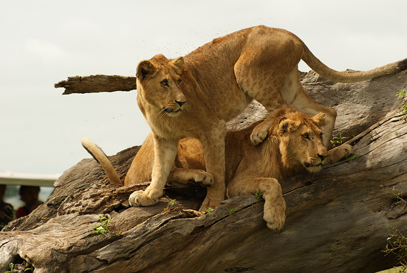 Around Africa Safaris Uganda, Mountain gorilla trekking, Chimpanzee trekking, Safari game drives, 1000+ bird species, 330 mammal species, Birding, White water rafting, Rwenzori mountain hikes, River Nile boat rides, Community tourism, Uganda