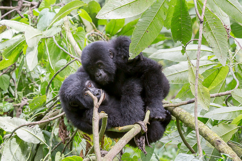 Around Africa Safaris Uganda, Mountain gorilla trekking, Chimpanzee trekking, Safari game drives, 1000+ bird species, 330 mammal species, Birding, White water rafting, Rwenzori mountain hikes, River Nile boat rides, Community tourism, Uganda