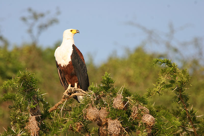 Around Africa Safaris Uganda, Mountain gorilla trekking, Chimpanzee trekking, Safari game drives, 1000+ bird species, 330 mammal species, Birding, White water rafting, Rwenzori mountain hikes, River Nile boat rides, Community tourism, Uganda