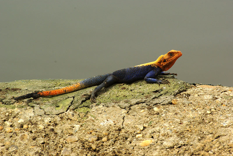 Around Africa Safaris Uganda, Mountain gorilla trekking, Chimpanzee trekking, Safari game drives, 1000+ bird species, 330 mammal species, Birding, White water rafting, Rwenzori mountain hikes, River Nile boat rides, Community tourism, Uganda